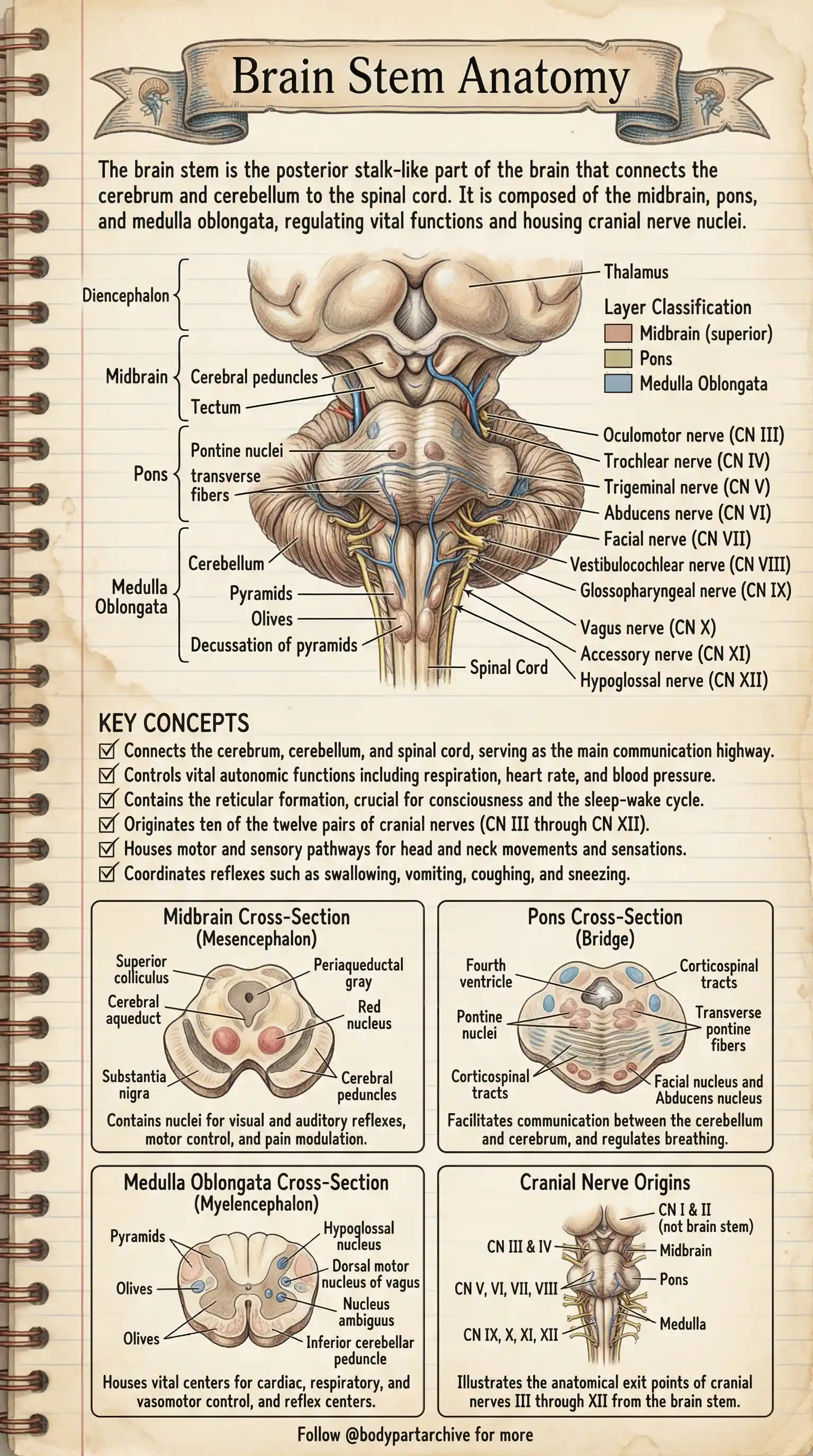 Brain Stem Anatomy