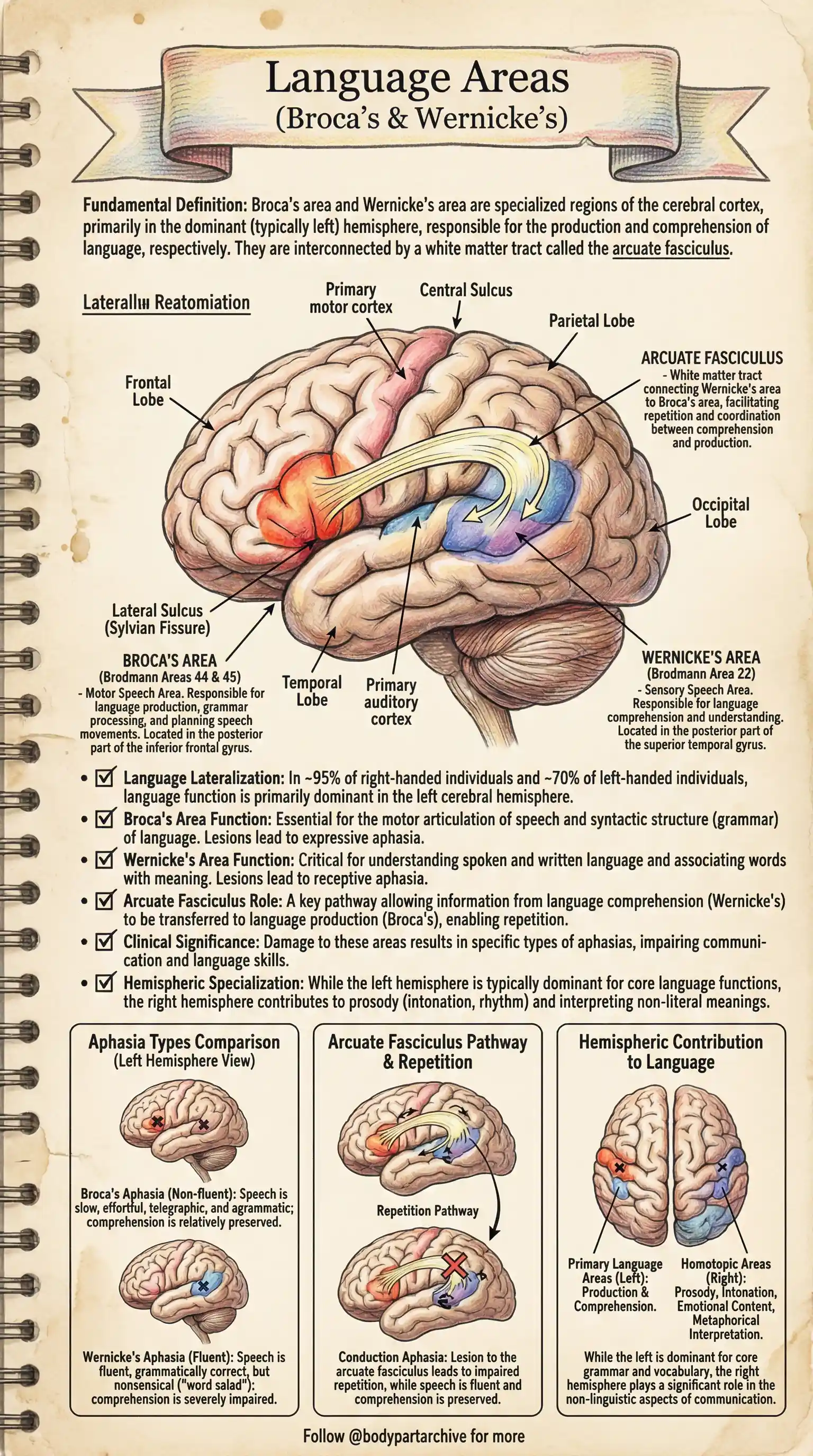 Language Areas