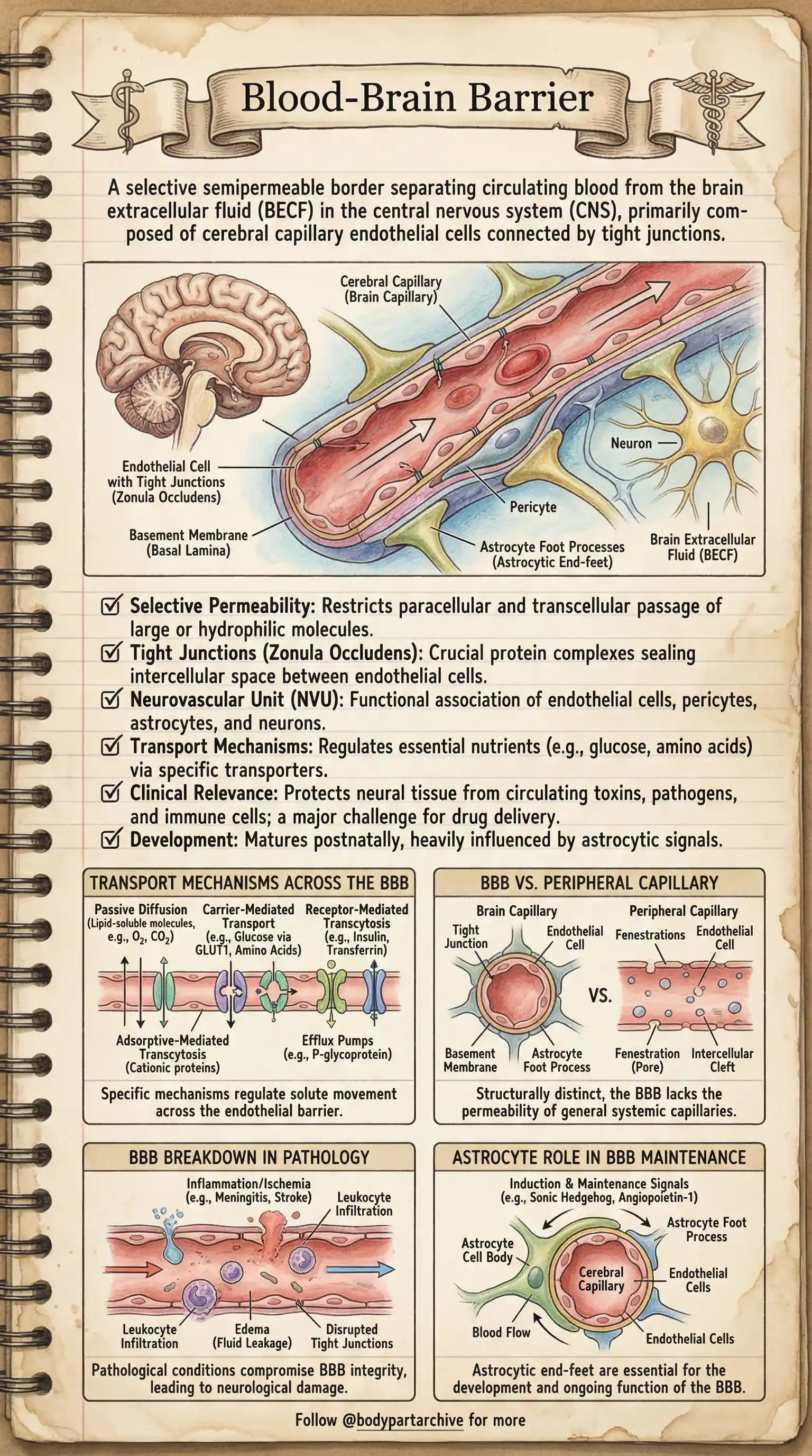 Blood-Brain Barrier