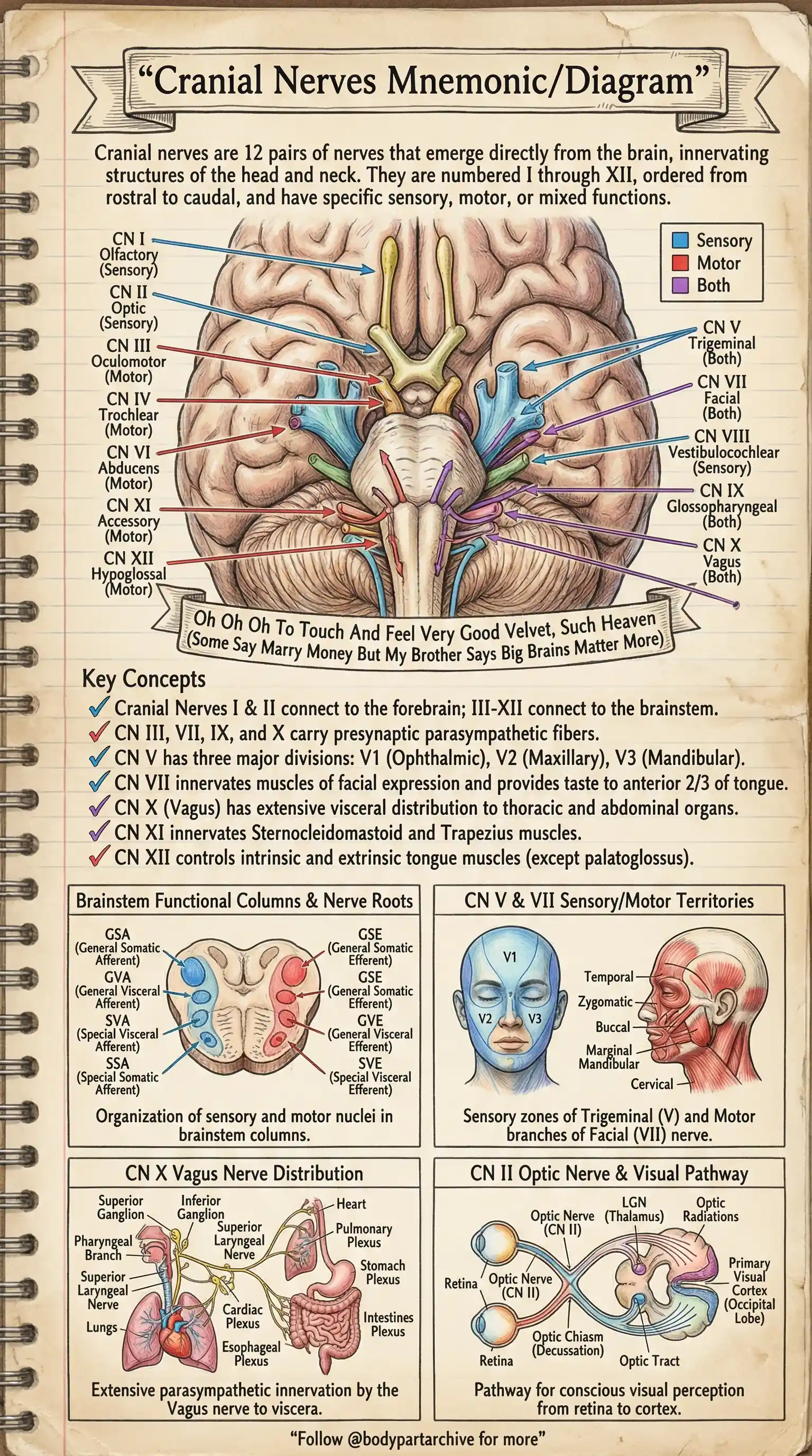 12 Cranial Nerves