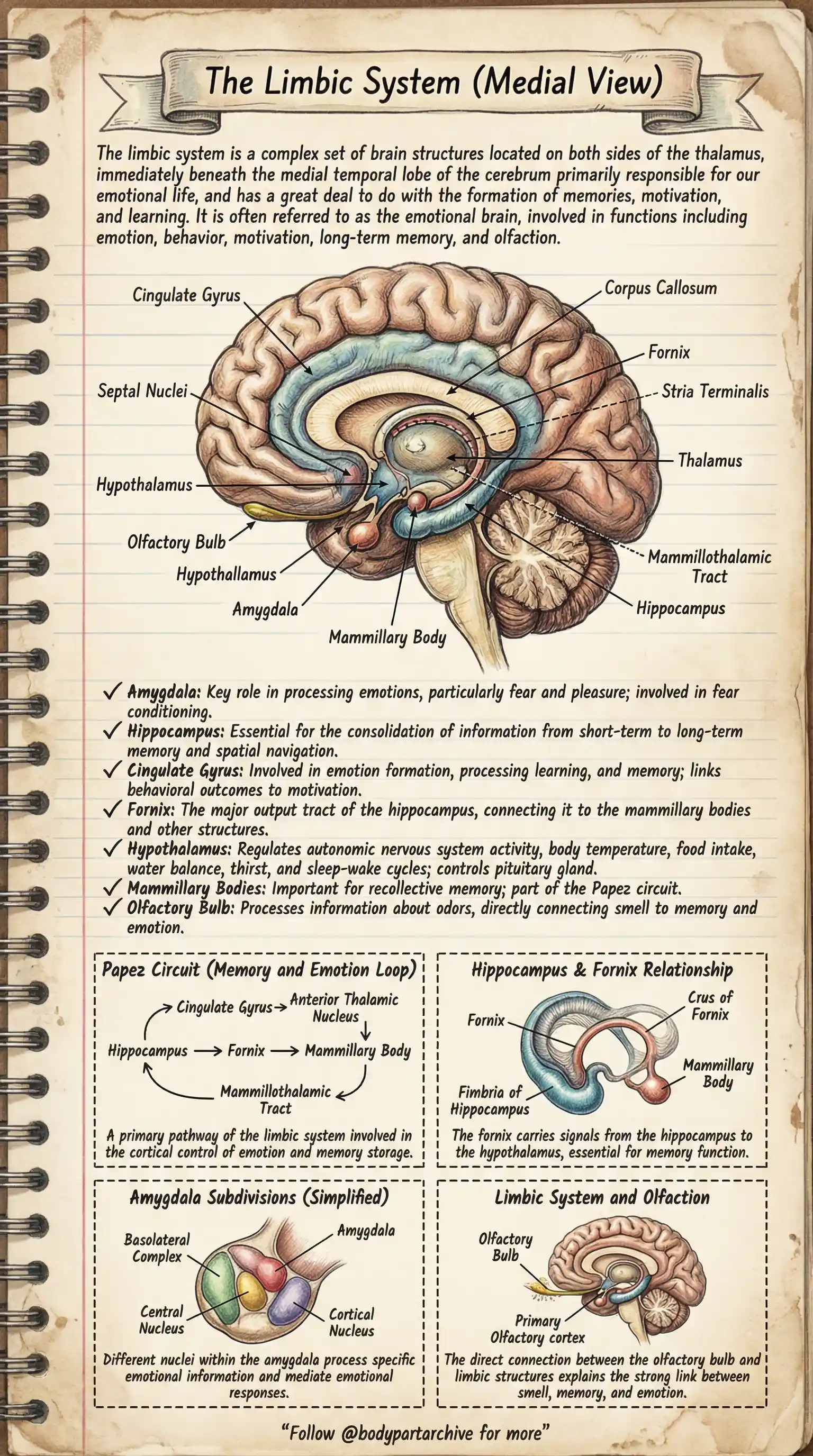 The Limbic System